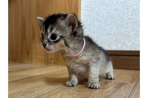 成約済の千葉県のソマリ-112458の3枚目